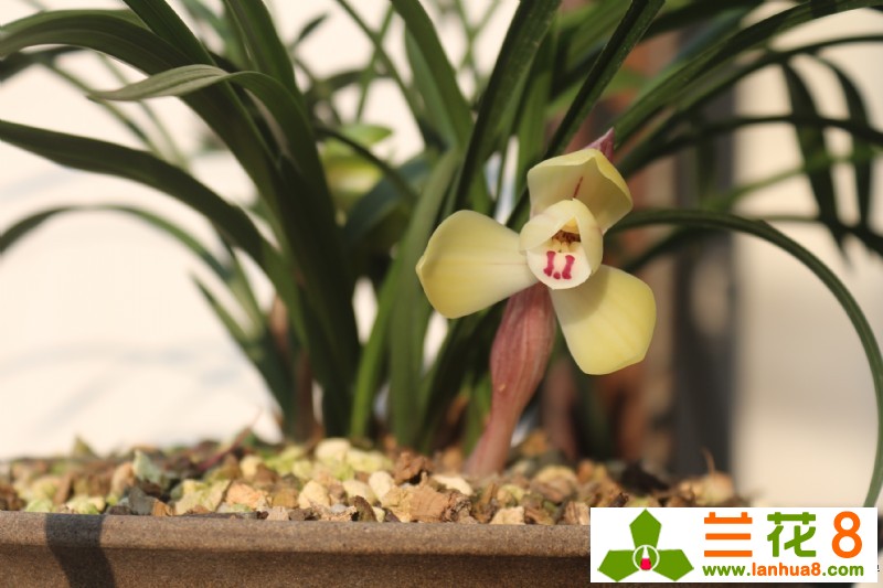 收到兰花脱水处理方法,兰花叶子脱水处理方法