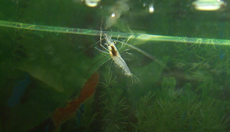 河虾养殖方法,河虾养殖技术方法