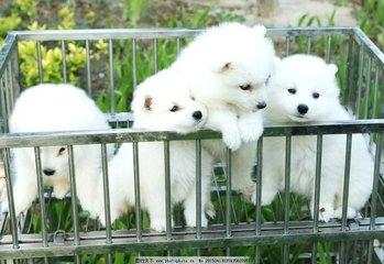 狂犬病小孩狗叫是真的吗,小男孩狂犬病发作真实录像