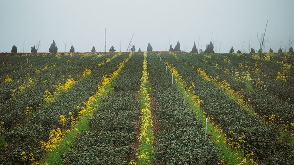 铁观音大师刘金龙,安溪铁观音大师刘金龙个人简介