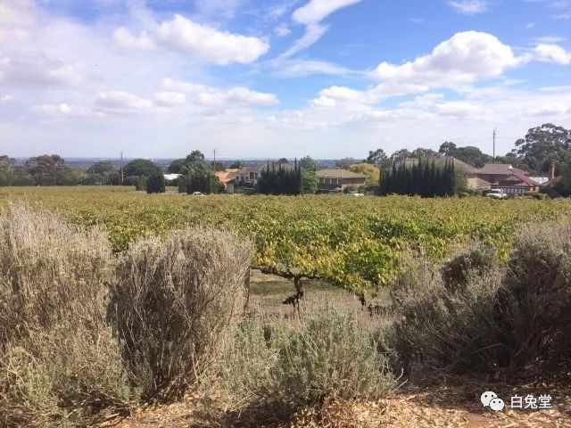 「白兔堂」可能只有不到10%的游客在澳洲玩到了这些!你玩对了吗?