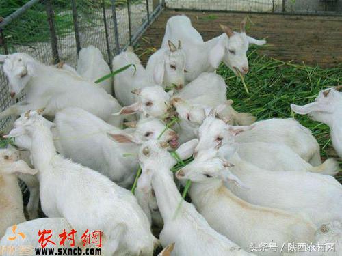 三角洲白山羊在生产期怎样特殊照料？