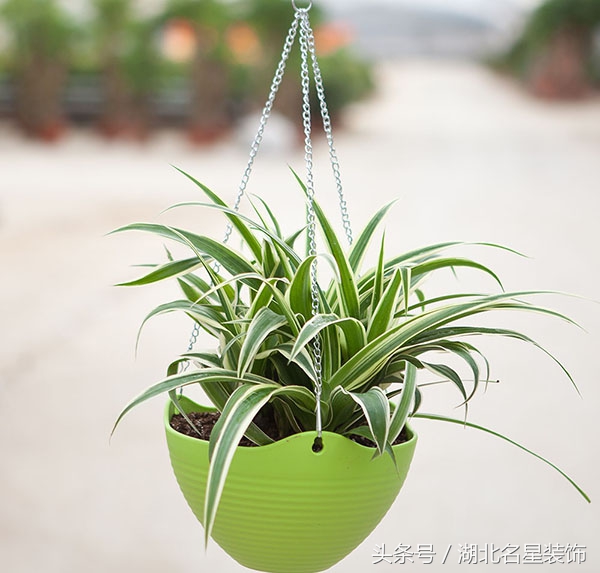 房子装修完用什么绿植除甲醛最好,新房子装修好买什么绿植除甲醛