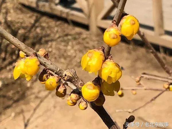 还嫌天气冷？北京这几个地方都已经开花了！最近的就在城中心！