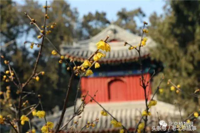 还嫌天气冷？北京这几个地方都已经开花了！最近的就在城中心！