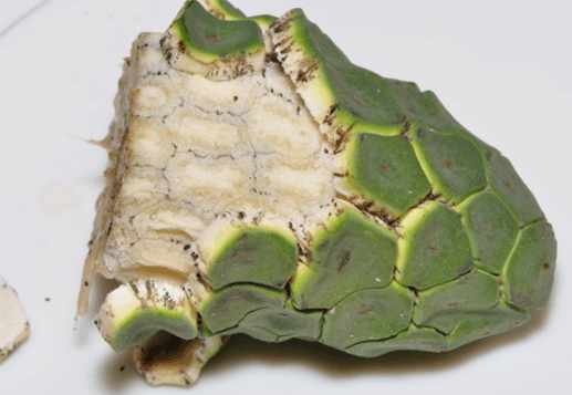 见到这样的食物一定要确保果实熟了才能吃