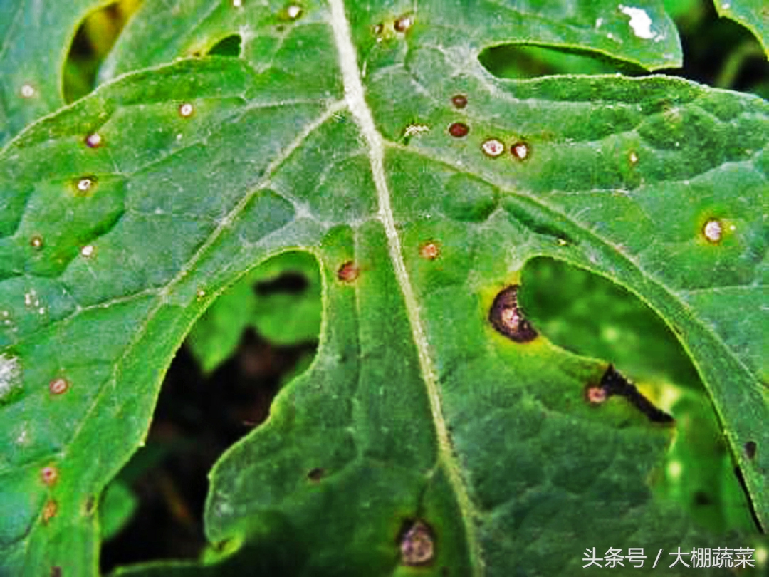 西瓜叶斑病打什么药好,西瓜苗细菌性叶斑病用什么药