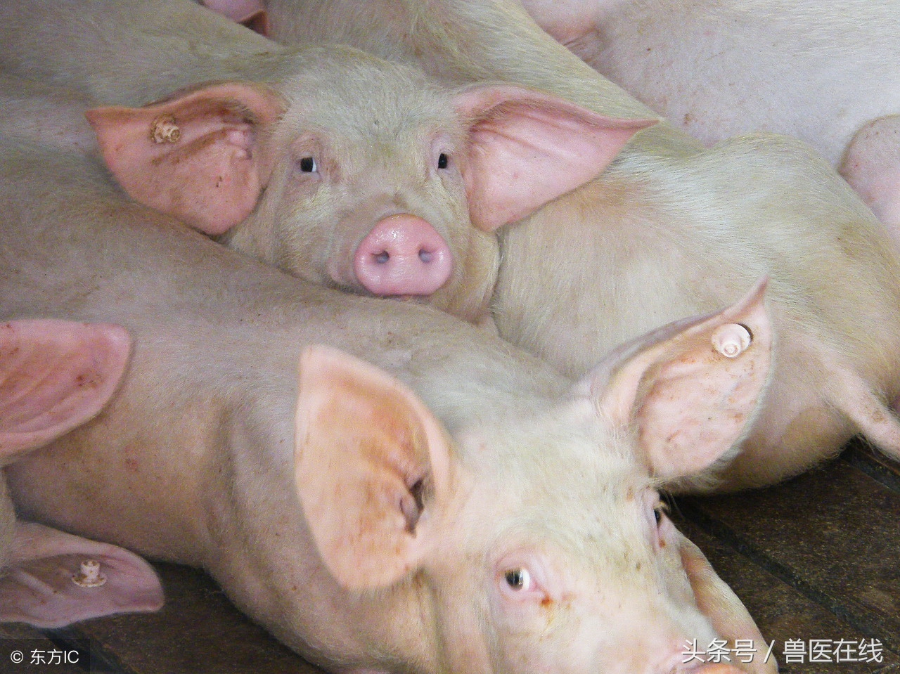 如何正确认识霉菌毒素对猪的危害！