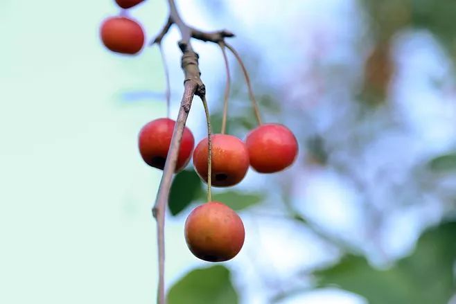 排解深夜的寂寞，只需一点海棠果就能做到