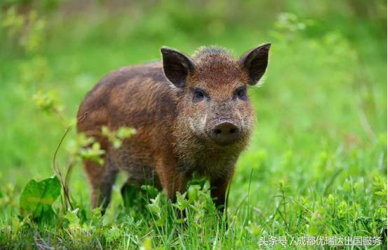 美国海关入境禁带物品,美国海关禁止入境物品