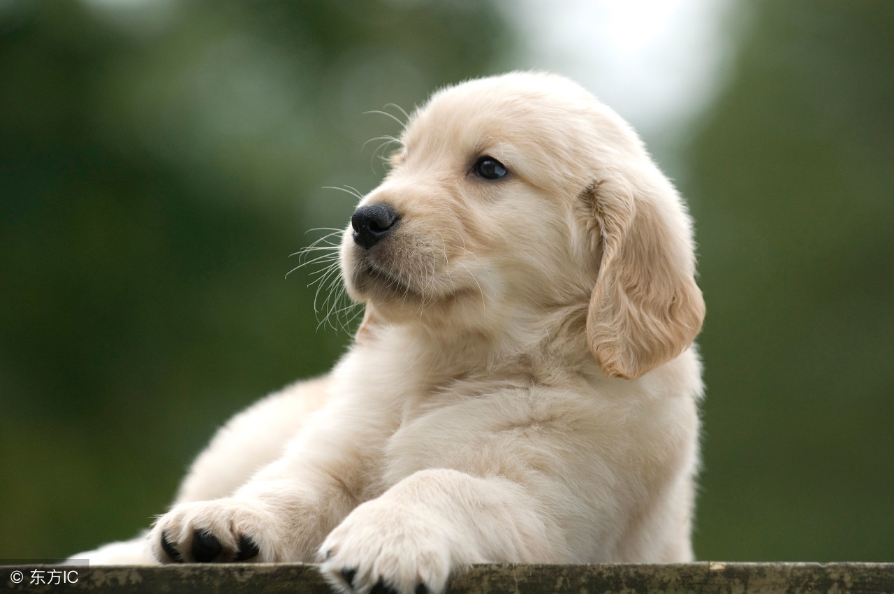 狗狗体外驱虫药有哪些,狗狗体外驱虫药最便宜的有哪些