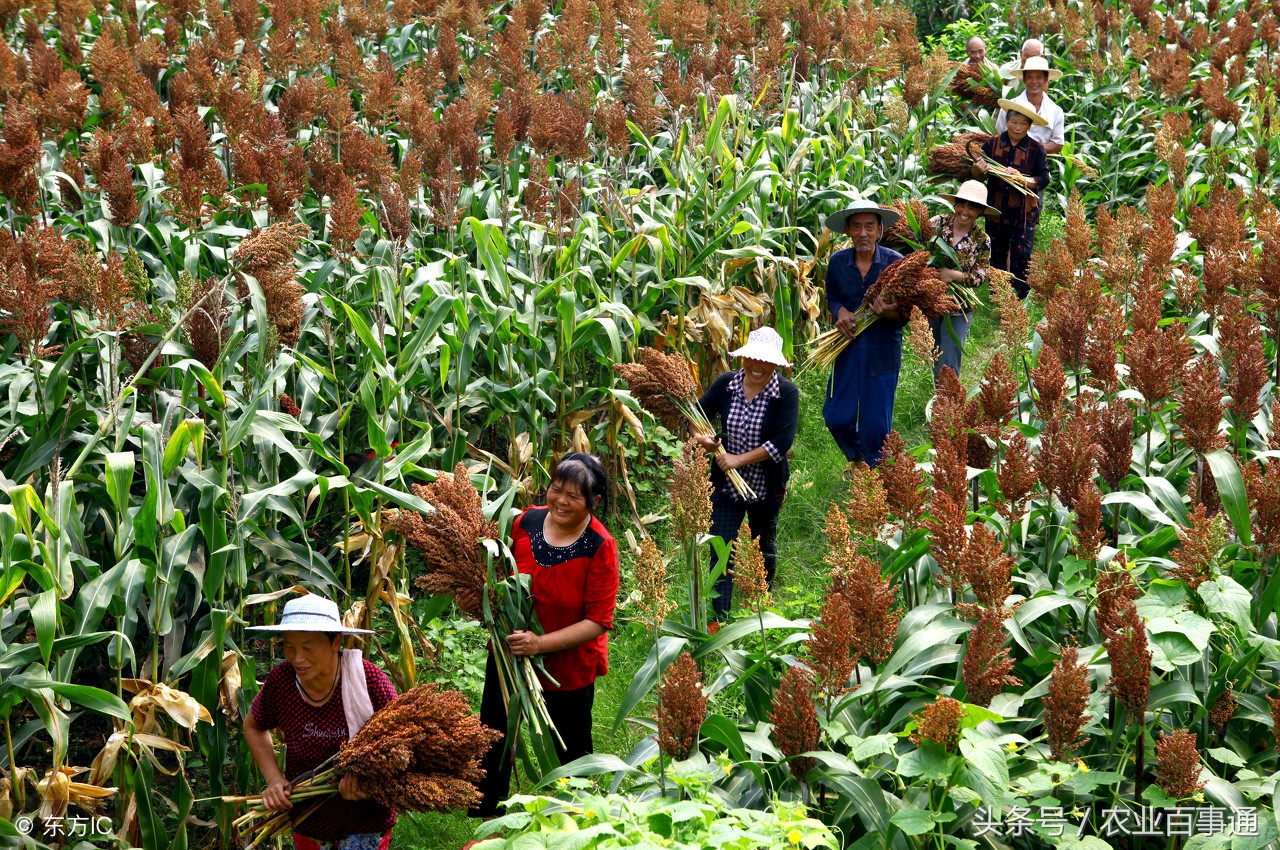 农民致富最新政策,农民致富远离这4件事情