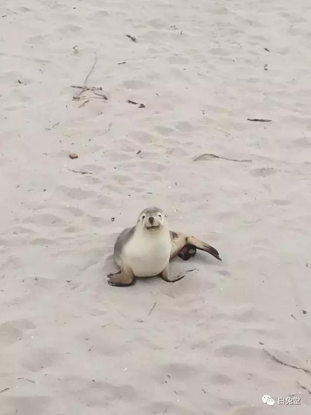 「白兔堂」可能只有不到10%的游客在澳洲玩到了这些!你玩对了吗?