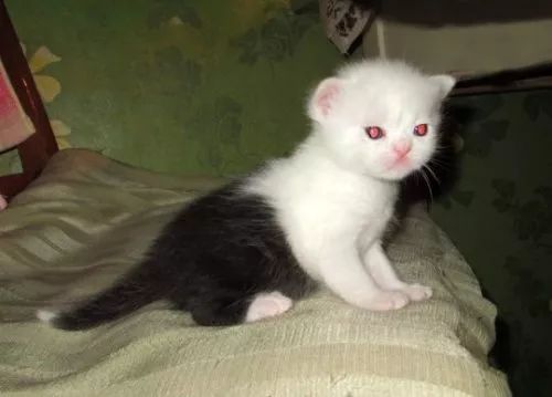 见过长得像足球的黑白猫吗？我狭隘的世界观又崩了……