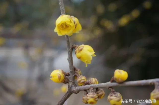 还嫌天气冷？北京这几个地方都已经开花了！最近的就在城中心！
