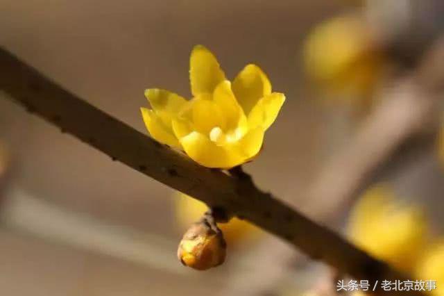 还嫌天气冷？北京这几个地方都已经开花了！最近的就在城中心！