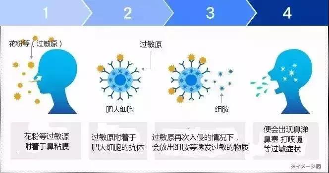 日本花粉症为什么这么多,日本花粉症克星终于找到了