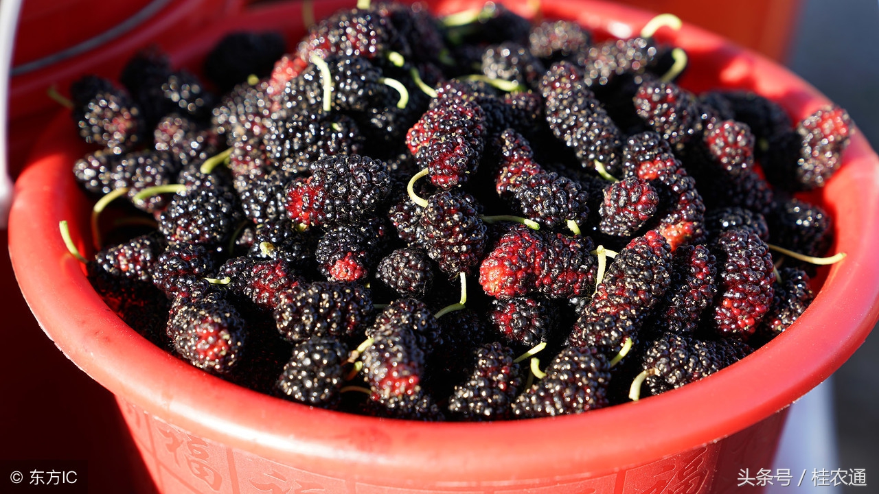 桑树怎么养护桑果才好吃,一般桑树采完桑葚怎么处理