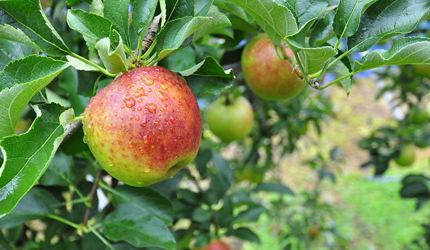 旅游熊本,熊本旅游攻略孩子