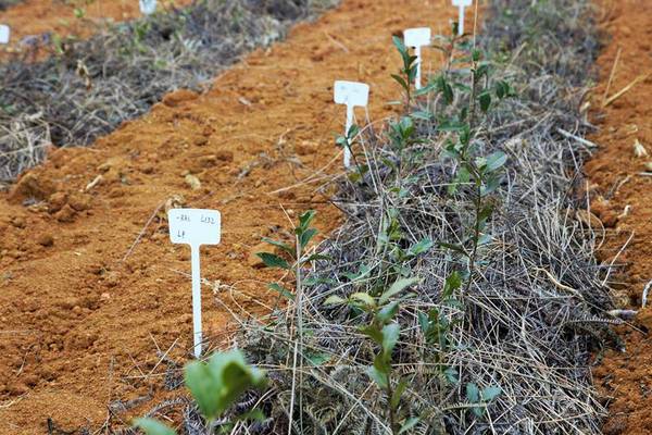 铁观音大师刘金龙,安溪铁观音大师刘金龙个人简介
