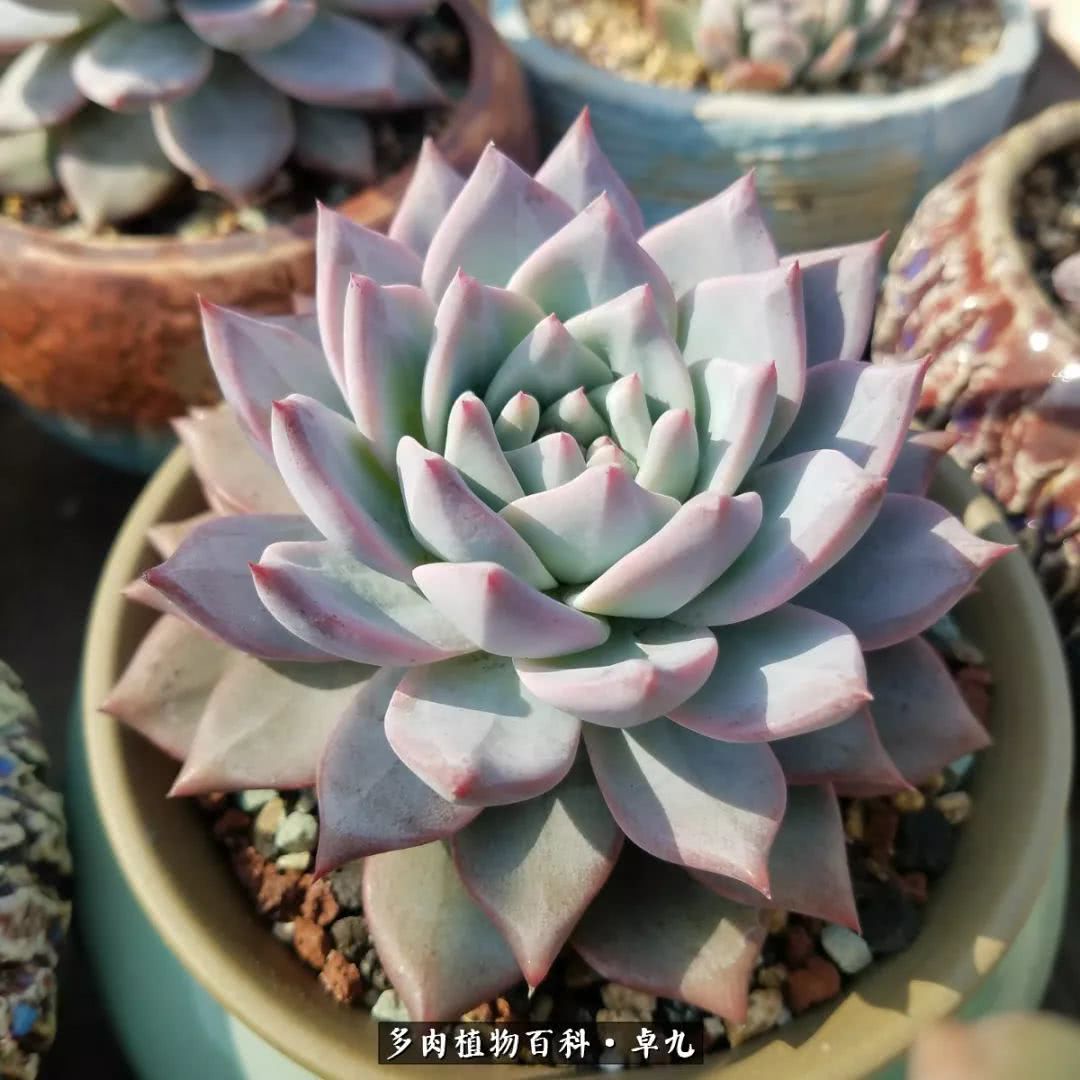 养多肉你遇到的奇葩事,养多肉的男士