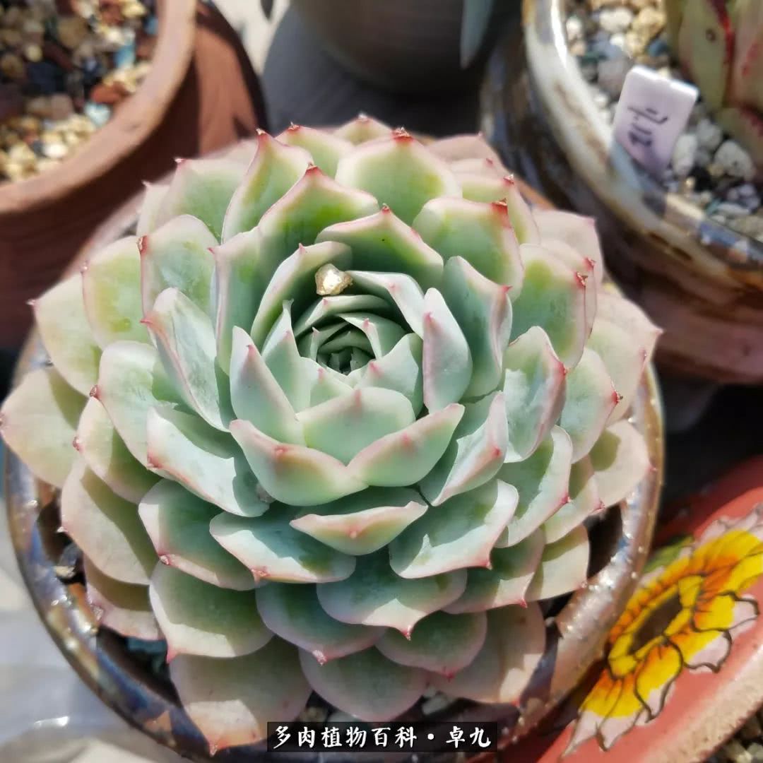 养多肉你遇到的奇葩事,养多肉的男士