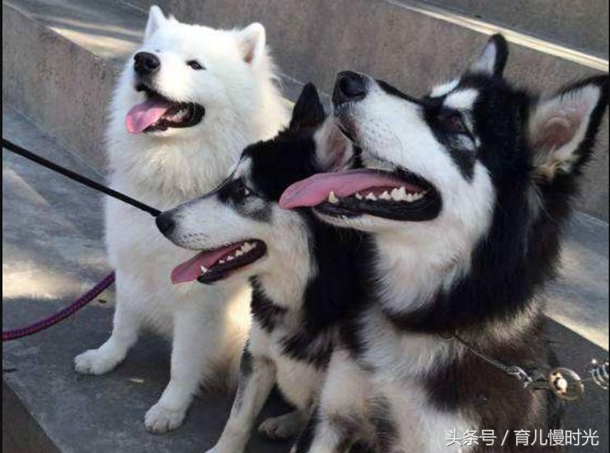 怀孕家人不支持养猫怎么办,怀孕养狗与家人产生分歧