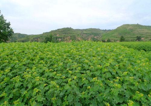 中草药板蓝根能治疗什么病,中草药板蓝根图片大全