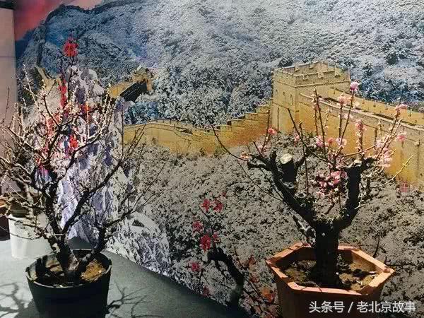 还嫌天气冷？北京这几个地方都已经开花了！最近的就在城中心！
