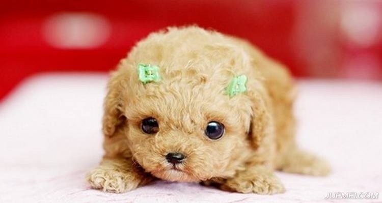 遛狗时被别人嫌弃,怎么养狗才算文明养犬