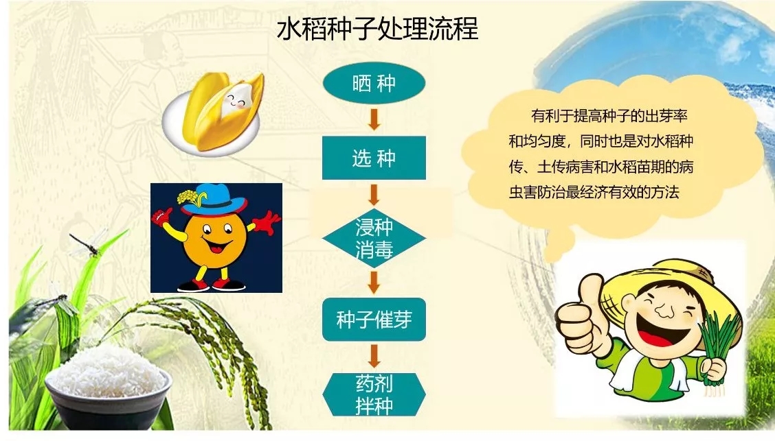 老司机快上车方法,老司机是如何收割水稻的