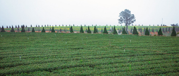 铁观音大师刘金龙,安溪铁观音大师刘金龙个人简介