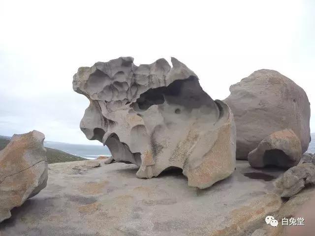 「白兔堂」可能只有不到10%的游客在澳洲玩到了这些!你玩对了吗?