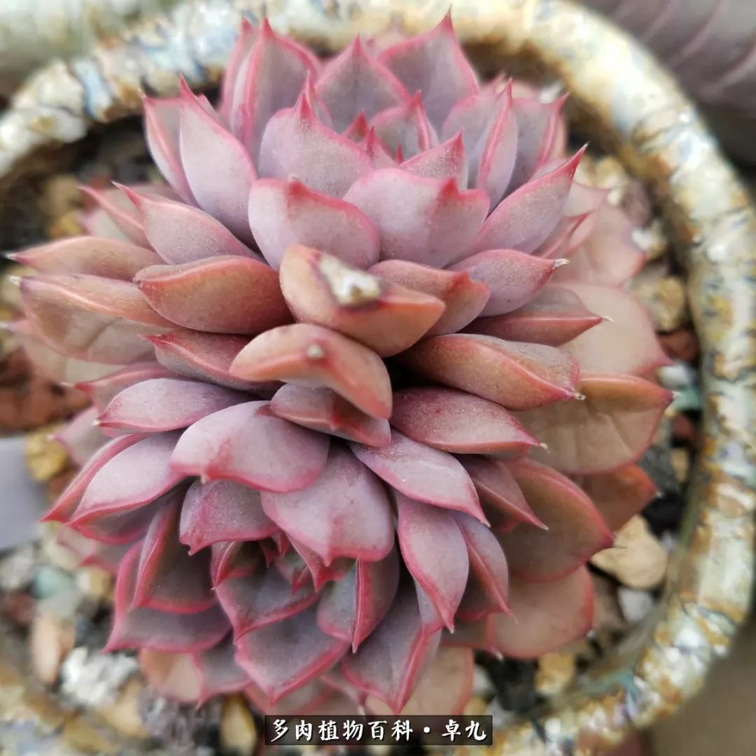 养多肉你遇到的奇葩事,养多肉的男士