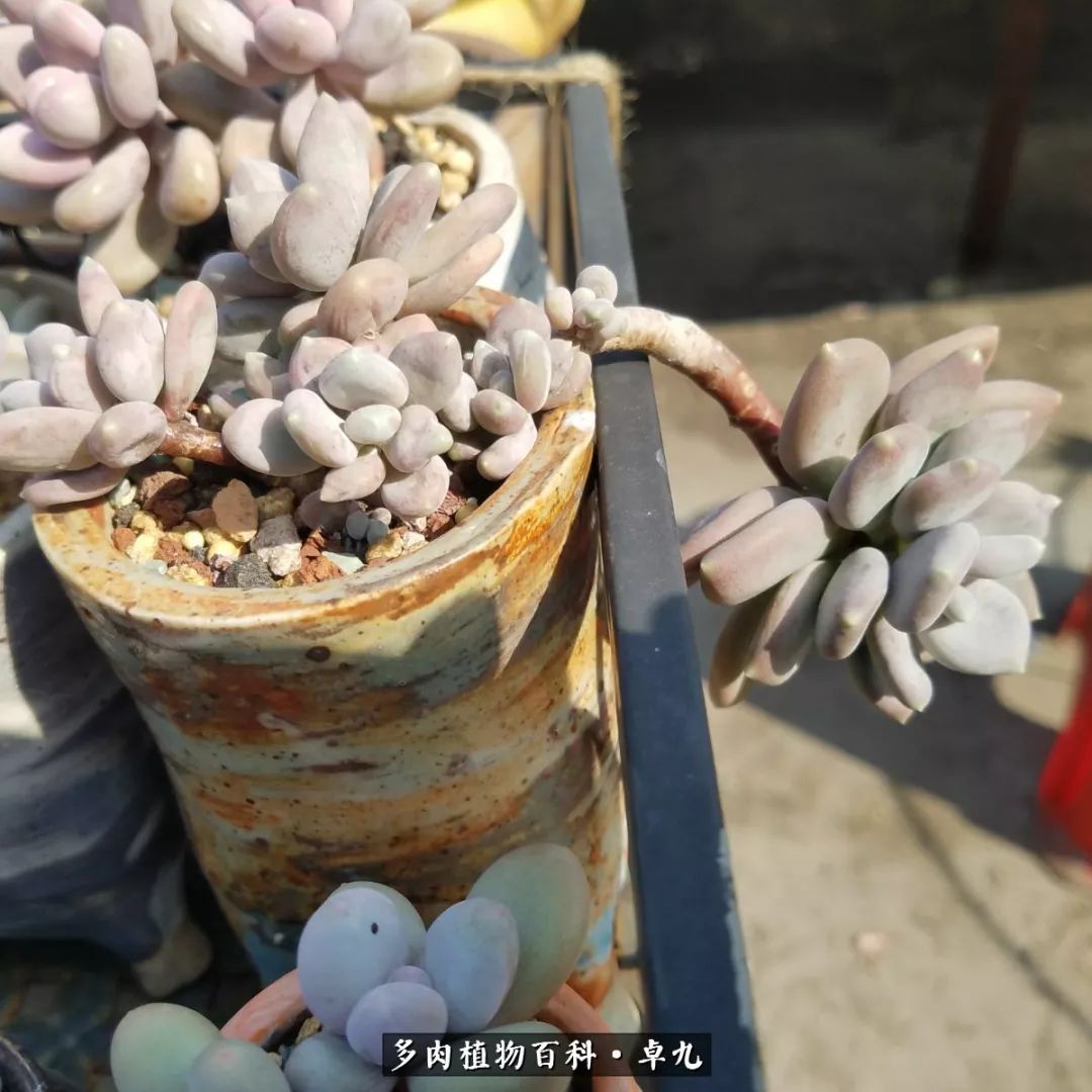 养多肉你遇到的奇葩事,养多肉的男士