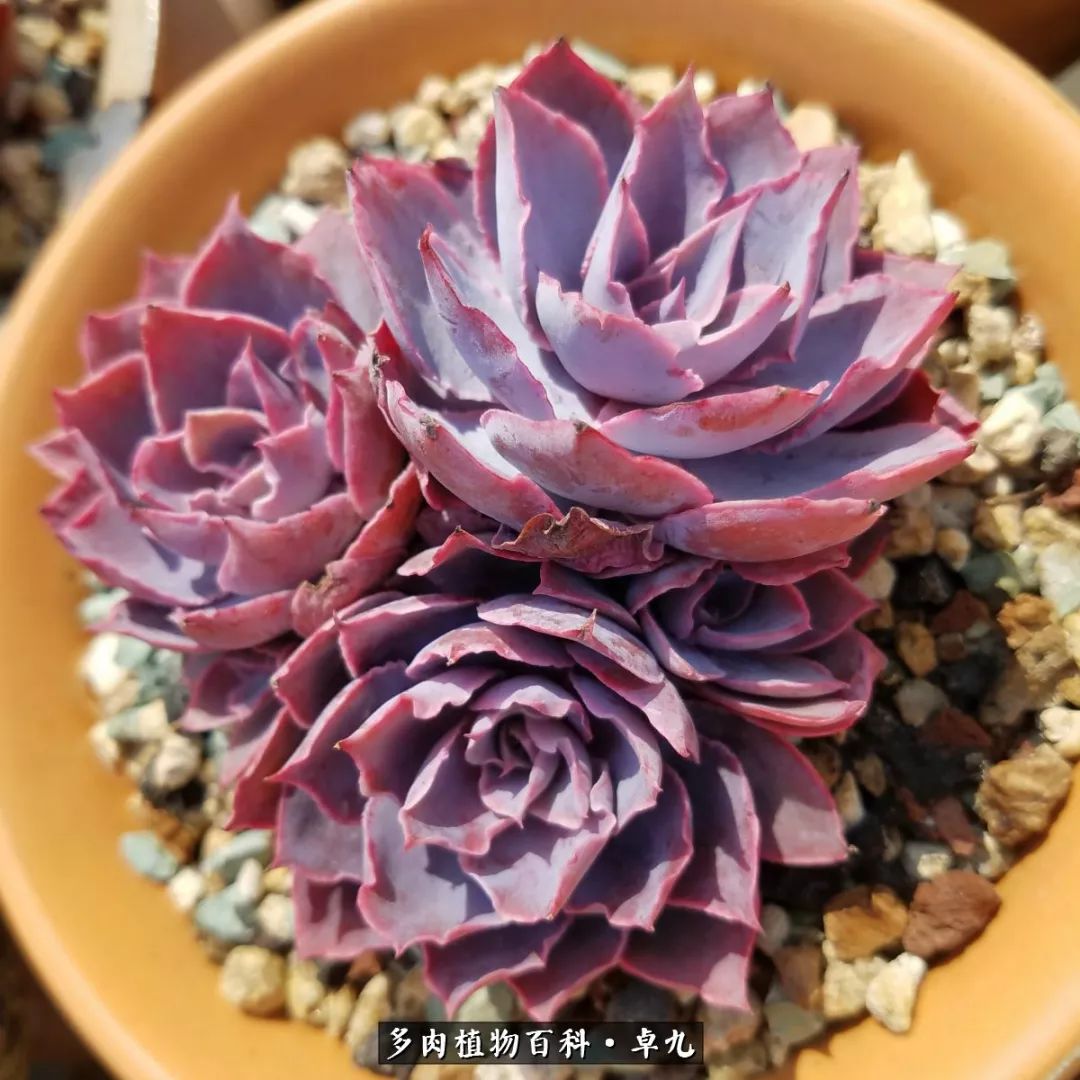 养多肉你遇到的奇葩事,养多肉的男士