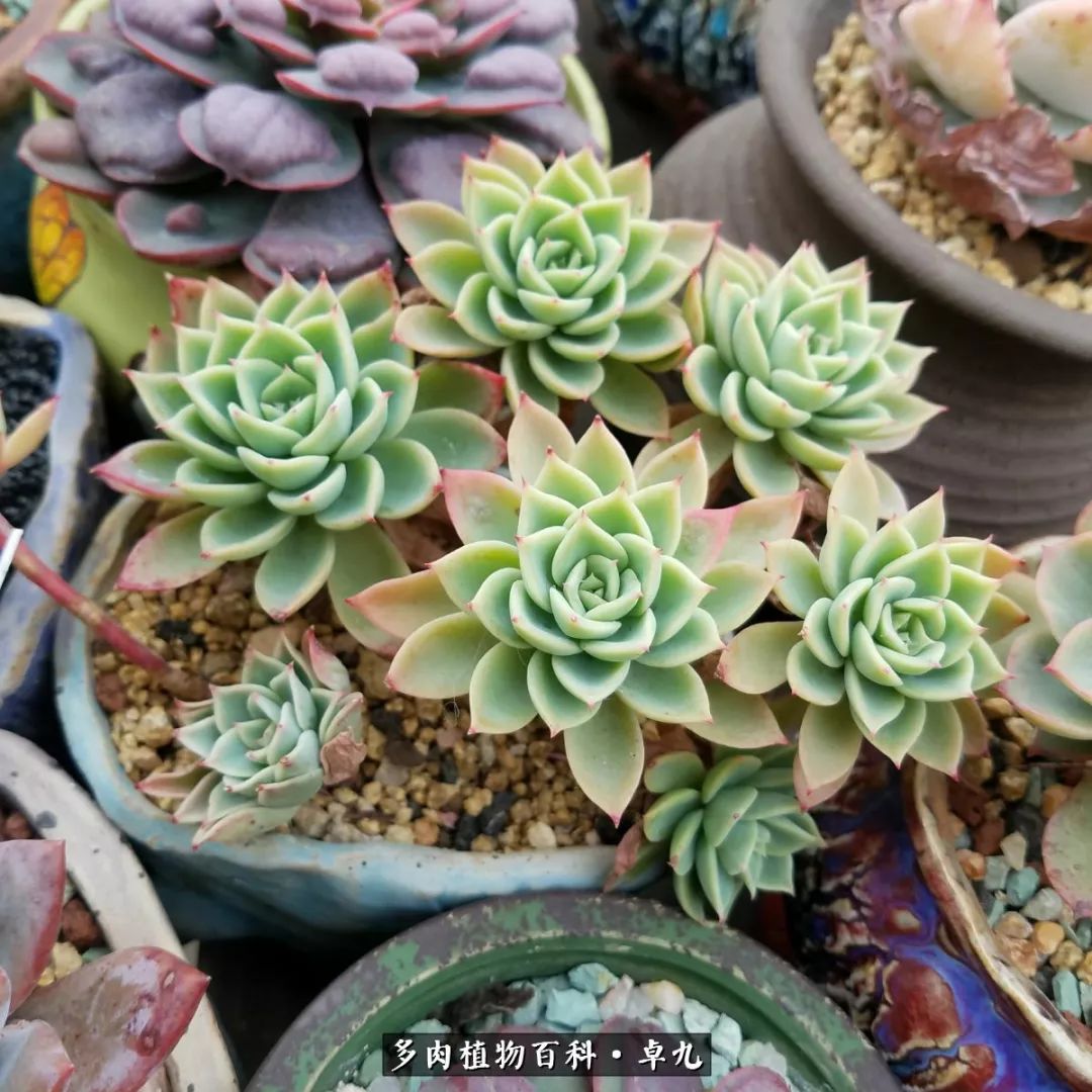 养多肉你遇到的奇葩事,养多肉的男士