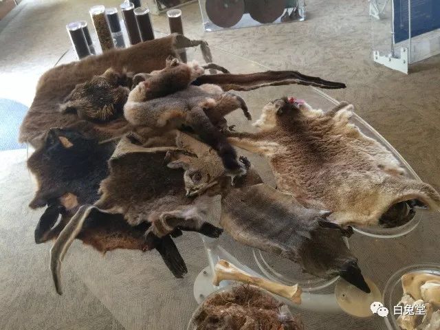 「白兔堂」可能只有不到10%的游客在澳洲玩到了这些!你玩对了吗?