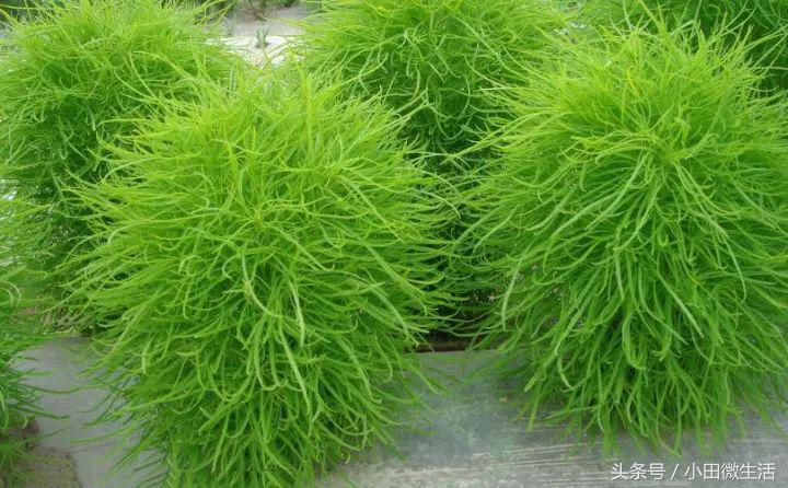 田边路旁的这个野菜,名字挺特别,大家叫它扫帚菜或者地肤