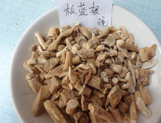 中草药板蓝根能治疗什么病,中草药板蓝根图片大全