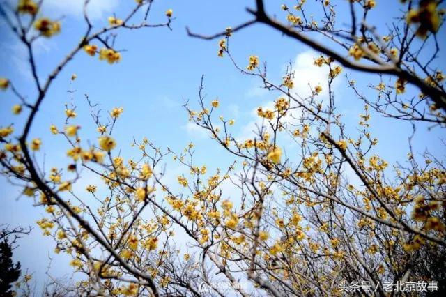 还嫌天气冷？北京这几个地方都已经开花了！最近的就在城中心！