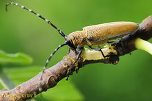 天牛是常见的什么害虫,天牛都是害虫么