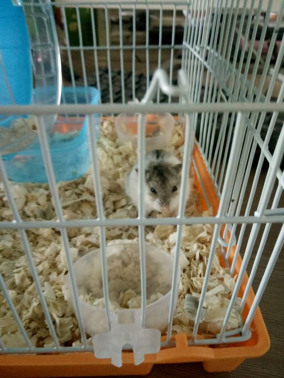 觉得仓鼠全身软,感觉仓鼠身上都是皮