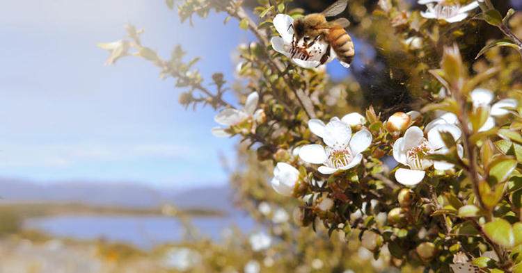 天堂新西兰,梦寐以求健康好物