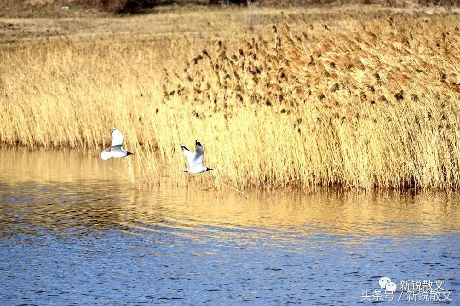 美丽的遇见作文600字,美丽的遇见原唱