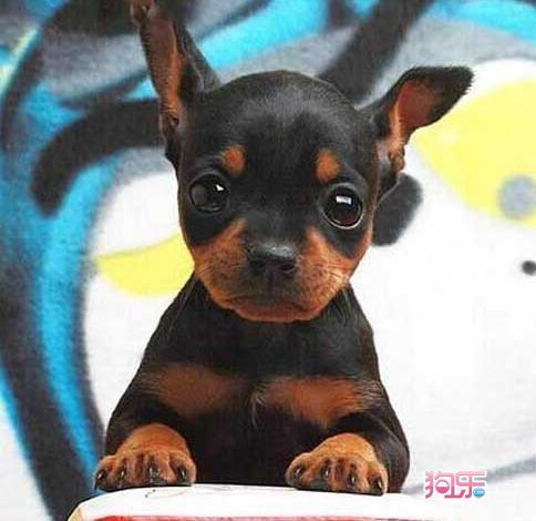 小鹿犬适合在楼房里养吗,小鹿犬和比熊哪个更好养