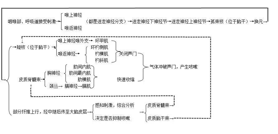 谁说解剖太枯燥?小编带你领略解剖学的精彩世界!