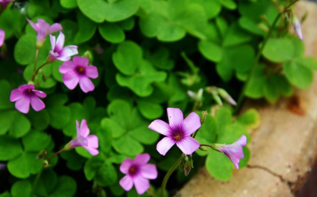 红花酢浆草和苜蓿草的区别,红花酢浆草植物简介