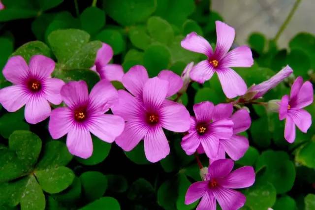 红花酢浆草和苜蓿草的区别,红花酢浆草植物简介