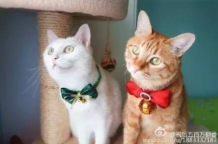 走到流浪的尽头，落入你的温暖怀抱